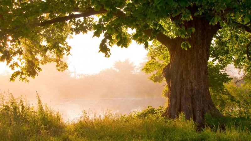 Дубрава Подольск